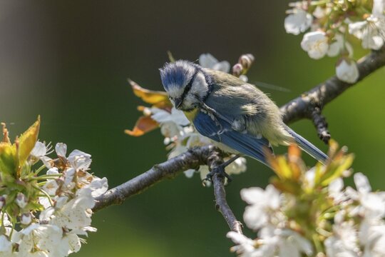 Blue tit, parus caeruleus, birds, spring, meadow orchard, tits, passeri, songbirds, songbirds, jump, orchard, tits, birds