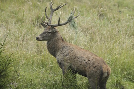Red deer (Cervus elaphus) rutting stag with wire in left antler rod, Allg&auml;u, Bavaria, Germany, Allg&auml;u, Bavaria, Germany