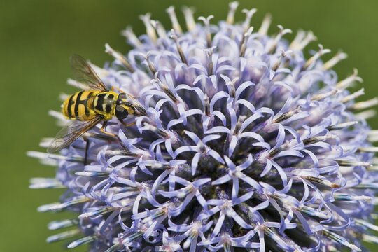 Common cone fly (Myathropa florea) on globe thistle (Echinops ritro), Emsland, Lower Saxony, Germany