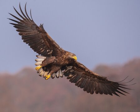 White-tailed eagle (Haliaeetus albicilla) in flight, Kutno, Poland