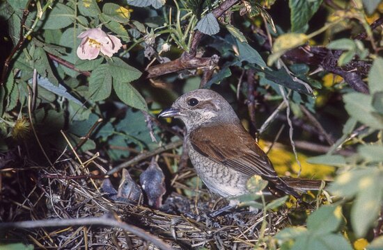 Lanius Collurio, red-backed shrike, redback shrike, birds, brood, female, young birds, nest, passeri, songbirds, birds, female