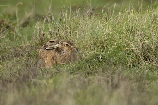 European brown hare (Lepus europaeus) adult animal resting in grassland, England, United Kingdom