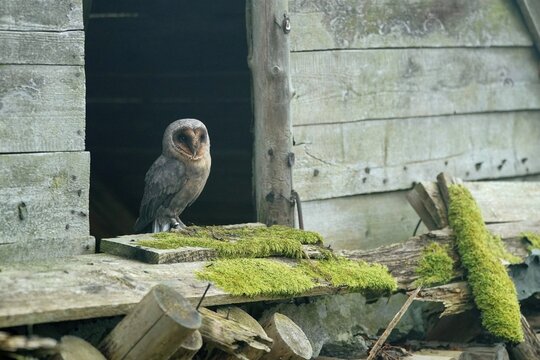 Common barn owl (Tyto alba), animal portrait, Czech Republic