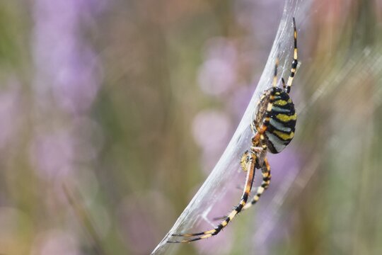 Wasp spider (Argiope bruennichi), Emsland, Lower Saxony, Germany