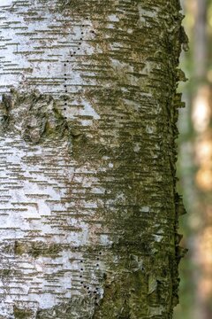 Bark injury, bark injuries, ringed trees, ringed woodpecker, tree sap, ringed, high size, portrait format, woodpecker, tracks