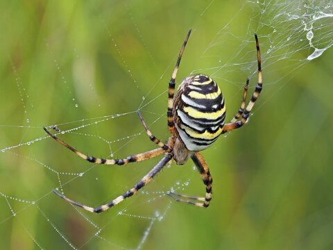 Wasp spider (Argiope bruennichi) in its catch net wetted with morning dew, Hesse, Germany
