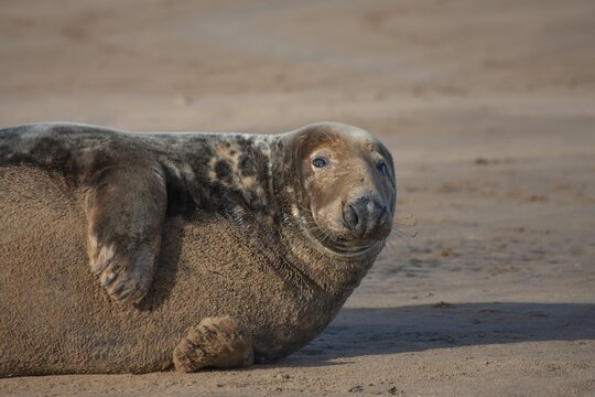 Grey (Halichoerus grypus) seal adult resting on a beach, Lincolnshire, England, United Kingdom