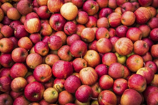 Apples for mashing in a distillery, Lienz, East Tyrol, Austria
