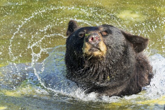A bear shakes off water and splashes around algae, black bear (Ursus (genus) Americanus) France