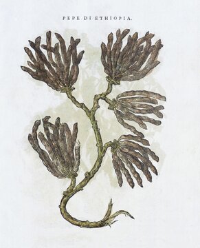 Pippali (Piper longum), hand coloured woodcut by Pietro Andrea Matthioli, Venice, 1568