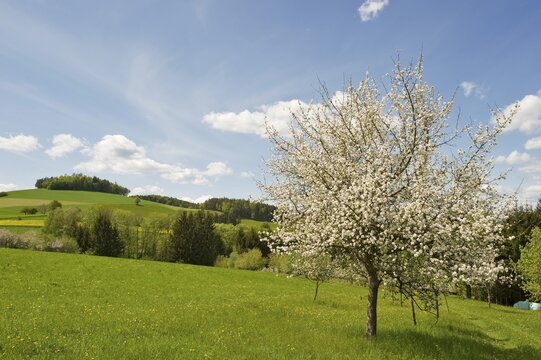 Blossoming apple trees, Bucklige Welt, Lower Austria, Austria, Europe