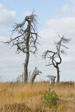Dead scots pine (Pinus sylvestris) in the moor, High Fens, Belgium