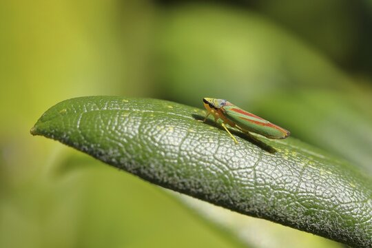 Rhododendron (Rhododendron) leafhopper (Graphocephala fennahi) sitting on leaf of a rhododendron, Wilden, North Rhine-Westphalia, Germany