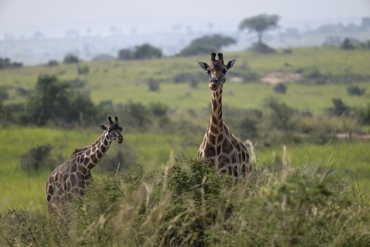 Rothschild's giraffes (Giraffa camelopardalis rothschildi), a mother and her calf in a bush landscape, Murchison Falls National Park, Uganda