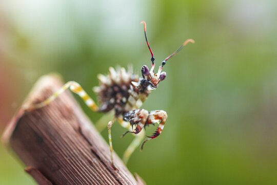 Mantis, nymph of the African flower mantis (Pseudocreobotra wahlbergii), captive, occurrence Africa