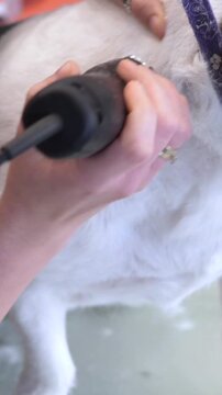 Electric clipper glides through dog grooming session. Hand steadies white coated dog while trimming fur around head and shoulder, creating tidy result with gentle, focused care near ear and neck.