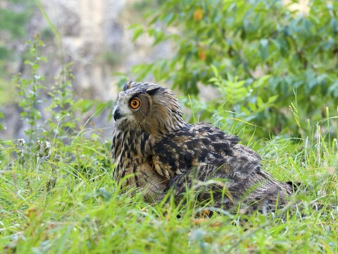Eurasian eagle-owl (Bubo bubo), young bird sitting in the meadow, Wetzlar, Hesse