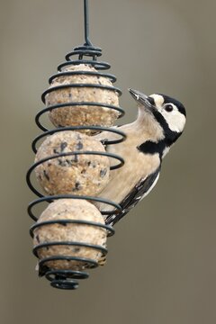 Great spotted woodpecker (Dendrocopos major), at a feeding station, wildlife, Germany