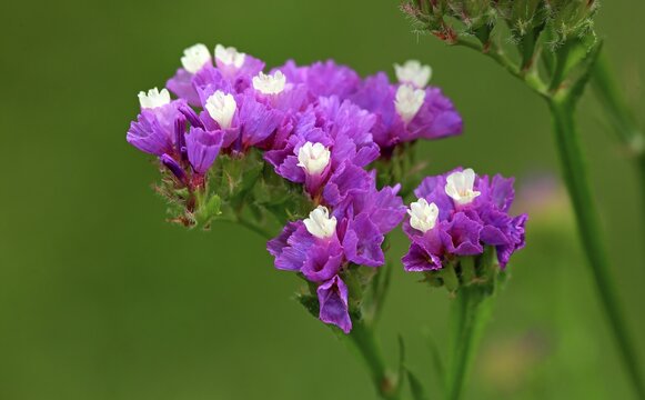 Sea Lavender (Limonium), blossom, Germany