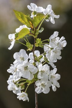 Cherry blossoms, sour cherry (Prunus cerasus) or Sour cherry, Baden-W&uuml;rttemberg, Germany