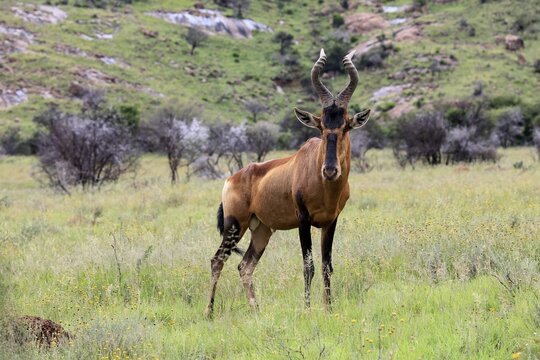 Red hartebeest (Alcelaphus buselaphus caama), Kaama, adult, foraging, alert, Mountain Zebra National Park, Eastern Cape, South Africa
