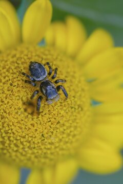 Arachnida, brown jumping spider, colorful crescent jumper, common jumping spider, evarcha falcata, crescent jumping spider, arachnids, high size, vertical format, spider, spiders