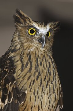 Sunda fish owl or Malayan fish owl (Ketupa ketupu, Bubo ketupu), portrait, captive, occurrence in Asia
