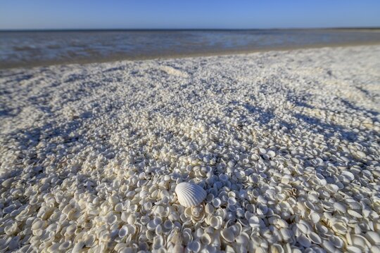 Millions of cockles (Fragum erugatum) at Shell Beach, Hamelin Pool, Shire of Shark Bay, Western Australia, Australia