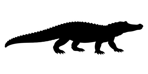 Obraz premium Black silhouette of large alligator walking vector illustration