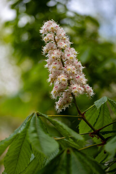 blooming horse chestnut flower candle close up vertical shot, white aesculus hippocastanum flower cluster with green leaves background, macro view of blooming chestnut tree flower spike in spring