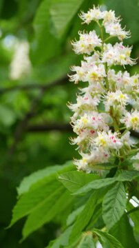 blooming horse chestnut flower candle close up vertical shot, white aesculus hippocastanum flower cluster with green leaves background, macro view of blooming chestnut tree flower spike in spring