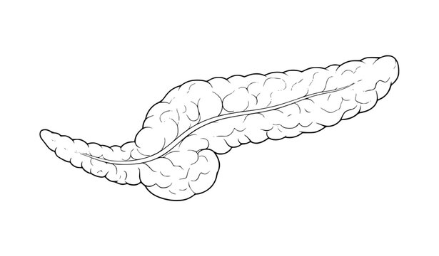 Detailed human pancreas anatomy vector illustration with pancreatic duct and lobulated gland structure