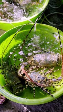 Several live spiny lobsters with long antennae moving inside a bright green bowl filled with aerated water.