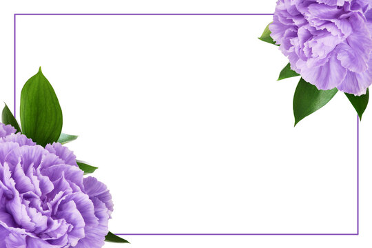 Purple carnation flowers and green leaves of ruscus in corner arrangements with a frame isolated on white or transparent background