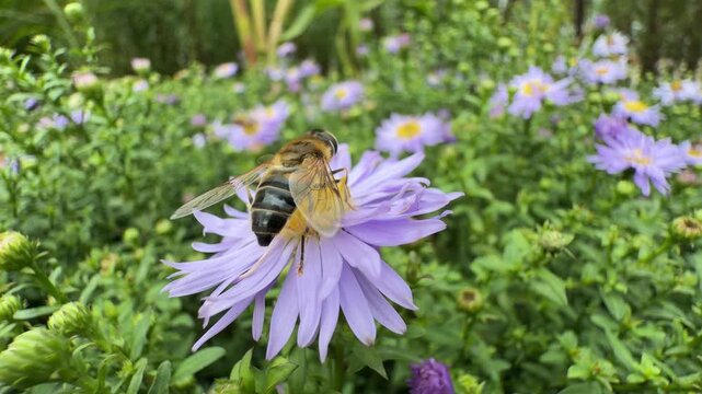 Bushy aster and Lady in Blue aster in lush garden, vibrant purple blooms with green foliage