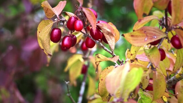 Ripe Cornelian Cherries Growing Among Autumn Leaves