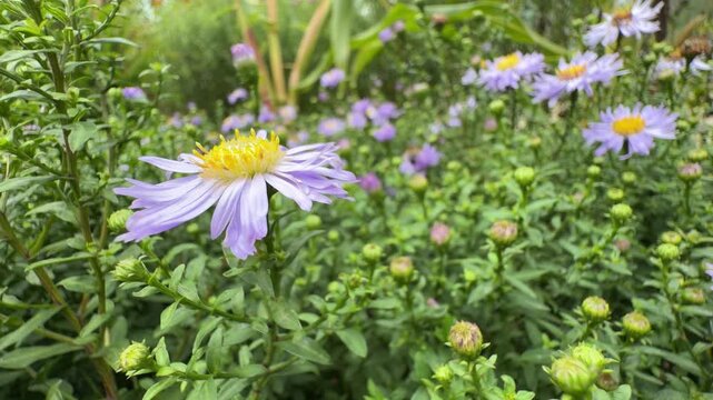 Hoverfly on New York aster, macro shot of pollinator and Symphyotrichum novi-belgii in garden