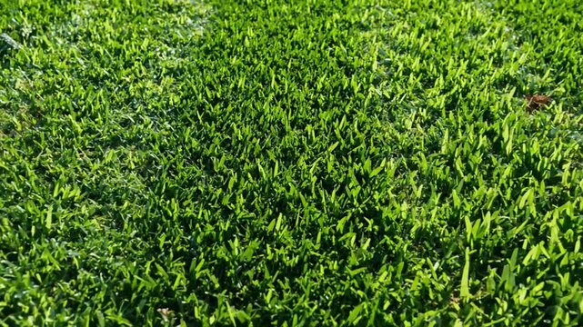 Lush green grass in bright sunlight, showing dense texture and natural beauty for outdoor scenery and backgrounds