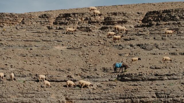 A flock of sheep grazes on a rocky Moroccan hillside. A donkey stands watch nearby. The landscape is rugged, dry, and vast, capturing the essence of rural life.