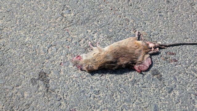 Dead rat lying on asphalt road - roadkill pest concept