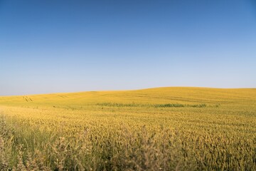 Fototapeta premium Golden Wheat Field Under Clear Blue Sky