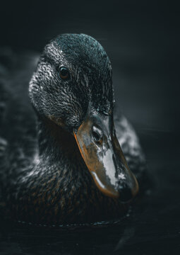 Duckface