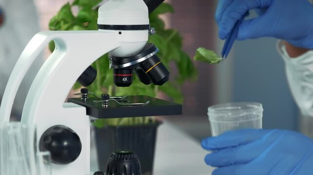 A scientist wearing blue gloves uses surgical pincers to transfer a green plant leaf from a microscope stage into a plastic beaker in a laboratory setting.