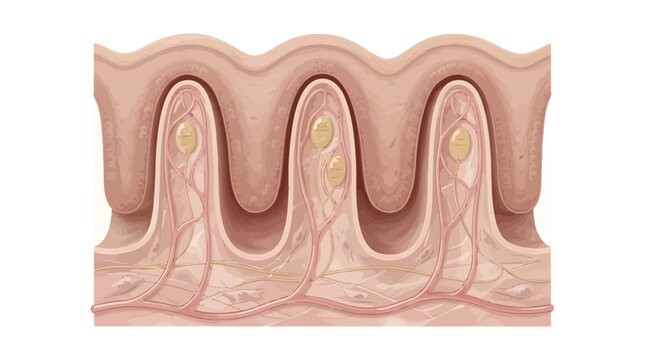 Human skin anatomy cross section showing dermal papillae and vessels