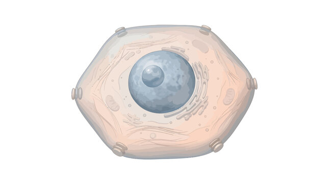 Microscopic view of an animal cell showing nucleus and organelles