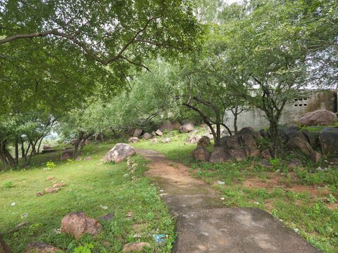 Green Woodland Path Through Rocky Terrain