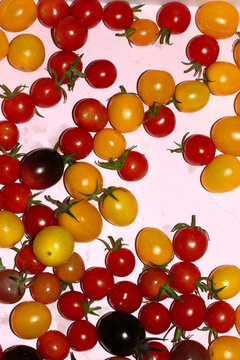 Mixed colour tomatoes on a white background plentiful harvest