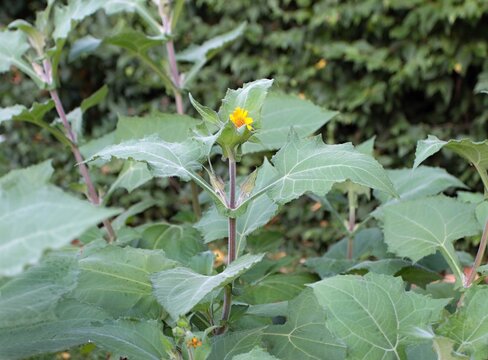Yacon, Smallanthus sonchifolius, also called Peruvian ground apple. Cultivated for its crisp, sweet-tasting, tuberous roots.