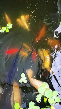 Colorful koi and goldfish gathering to eat floating pellets in pond