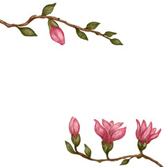 Delicate watercolor magnolia floral frame with blooming branches, green leaves and pink buds, hand painted botanical border a clean white background , for postcards, invitations, stationery. © Elena